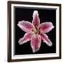 Pink Lily-Jim Christensen-Framed Photographic Print