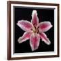 Pink Lily-Jim Christensen-Framed Photographic Print