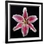 Pink Lily-Jim Christensen-Framed Photographic Print