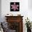 Pink Lily-Jim Christensen-Mounted Photographic Print displayed on a wall