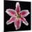 Pink Lily-Jim Christensen-Mounted Photographic Print
