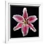 Pink Lily-Jim Christensen-Framed Photographic Print