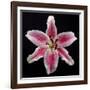 Pink Lily-Jim Christensen-Framed Photographic Print