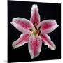 Pink Lily-Jim Christensen-Mounted Photographic Print
