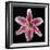 Pink Lily-Jim Christensen-Framed Photographic Print