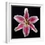 Pink Lily-Jim Christensen-Framed Photographic Print