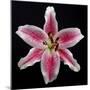 Pink Lily-Jim Christensen-Mounted Photographic Print