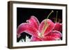 Pink Lily-Tammy Putman-Framed Photographic Print