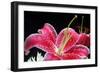 Pink Lily-Tammy Putman-Framed Photographic Print