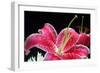 Pink Lily-Tammy Putman-Framed Photographic Print