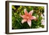 Pink Lily-George Johnson-Framed Photographic Print