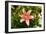 Pink Lily-George Johnson-Framed Photographic Print