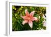 Pink Lily-George Johnson-Framed Photographic Print