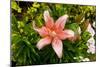 Pink Lily-George Johnson-Mounted Photographic Print