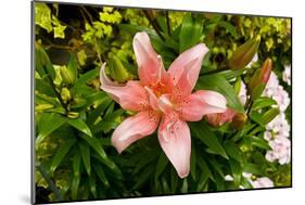 Pink Lily-George Johnson-Mounted Photographic Print