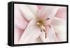 Pink Lily-Cora Niele-Framed Stretched Canvas