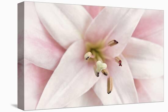 Pink Lily-Cora Niele-Stretched Canvas