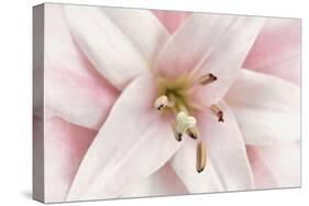Pink Lily-Cora Niele-Stretched Canvas