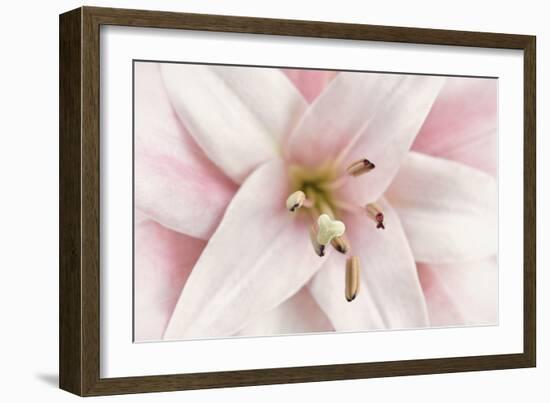 Pink Lily-Cora Niele-Framed Photographic Print