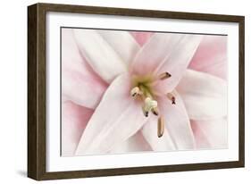 Pink Lily-Cora Niele-Framed Photographic Print