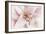 Pink Lily-Cora Niele-Framed Photographic Print