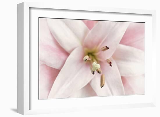 Pink Lily-Cora Niele-Framed Photographic Print