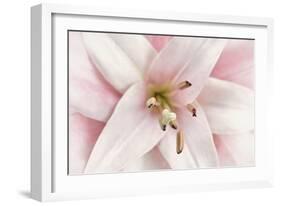 Pink Lily-Cora Niele-Framed Photographic Print