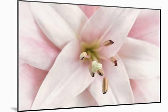 Pink Lily-Cora Niele-Mounted Photographic Print