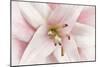 Pink Lily-Cora Niele-Mounted Photographic Print