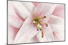 Pink Lily-Cora Niele-Mounted Photographic Print