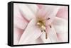 Pink Lily-Cora Niele-Framed Stretched Canvas