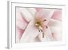Pink Lily-Cora Niele-Framed Photographic Print
