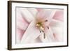 Pink Lily-Cora Niele-Framed Photographic Print