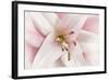 Pink Lily-Cora Niele-Framed Photographic Print