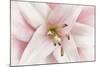 Pink Lily-Cora Niele-Mounted Photographic Print