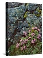 Pink Lomatium Flowers and Lichen Covered Rocks-Steve Terrill-Stretched Canvas