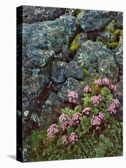 Pink Lomatium Flowers and Lichen Covered Rocks-Steve Terrill-Stretched Canvas