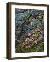 Pink Lomatium Flowers and Lichen Covered Rocks-Steve Terrill-Framed Photographic Print