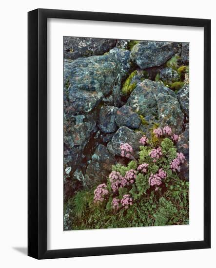 Pink Lomatium Flowers and Lichen Covered Rocks-Steve Terrill-Framed Photographic Print