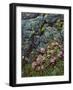 Pink Lomatium Flowers and Lichen Covered Rocks-Steve Terrill-Framed Photographic Print