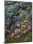 Pink Lomatium Flowers and Lichen Covered Rocks-Steve Terrill-Mounted Photographic Print