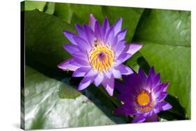 Pink Lotus and A Bee-andras_csontos-Stretched Canvas