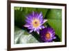 Pink Lotus and A Bee-andras_csontos-Framed Photographic Print