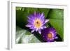 Pink Lotus and A Bee-andras_csontos-Framed Photographic Print