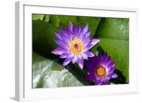 Pink Lotus and A Bee-andras_csontos-Framed Photographic Print