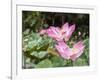 Pink lotus, Bali, Indonesia, Southeast Asia, Asia-Melissa Kuhnell-Framed Photographic Print