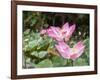 Pink lotus, Bali, Indonesia, Southeast Asia, Asia-Melissa Kuhnell-Framed Photographic Print