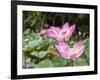 Pink lotus, Bali, Indonesia, Southeast Asia, Asia-Melissa Kuhnell-Framed Photographic Print