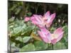 Pink lotus, Bali, Indonesia, Southeast Asia, Asia-Melissa Kuhnell-Mounted Photographic Print