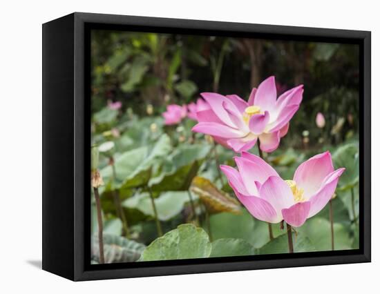 Pink lotus, Bali, Indonesia, Southeast Asia, Asia-Melissa Kuhnell-Framed Stretched Canvas
